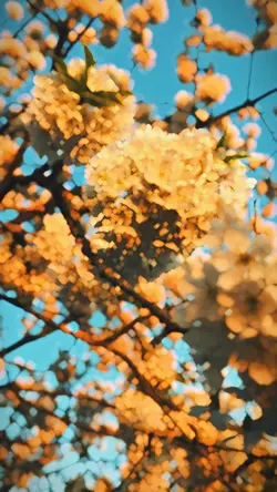 Spring beauty🍃🌸