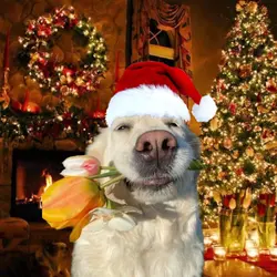 santa hat pfp icon