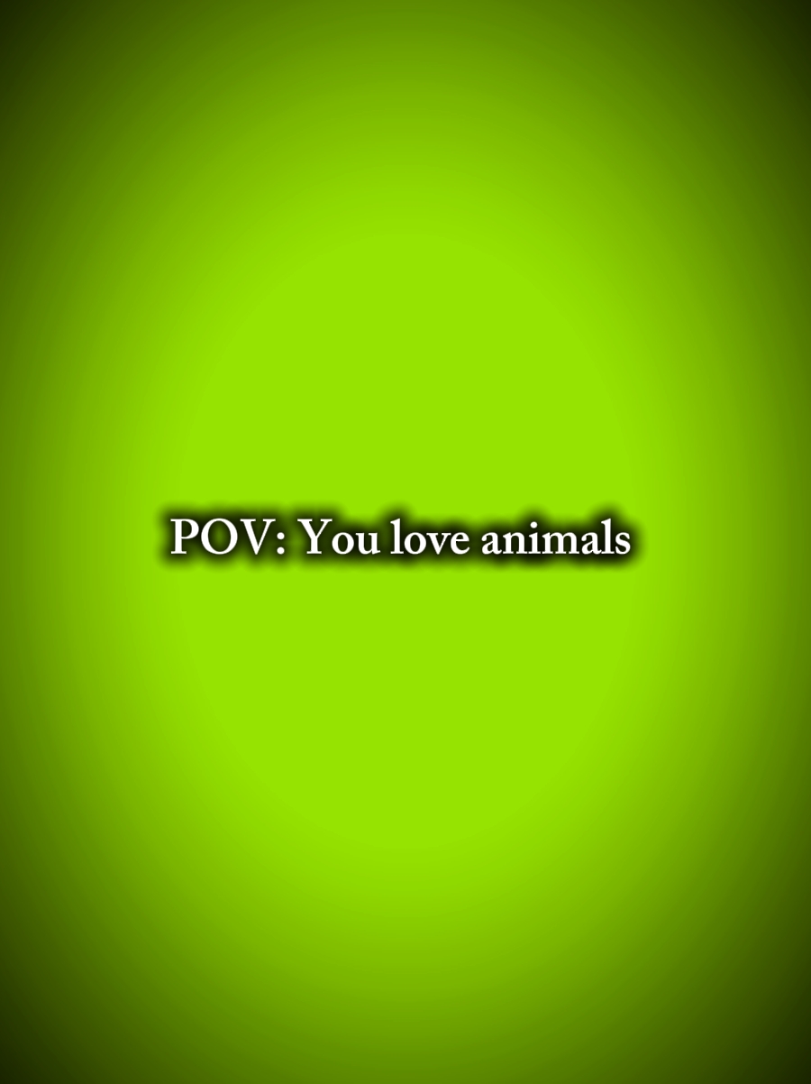 VC AMA ANIMAIS