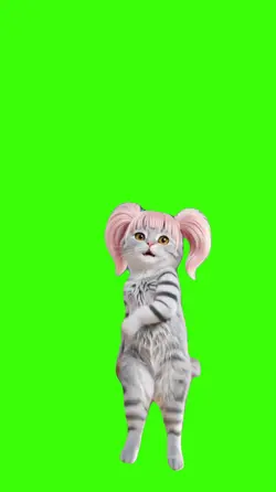 Cat/Gato.