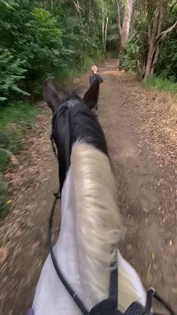 Behind the ears 🐴