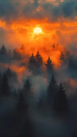 Misty Forest Sunris