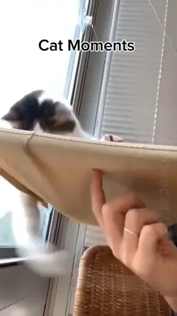 silly cats