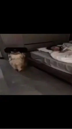 Cat trend
