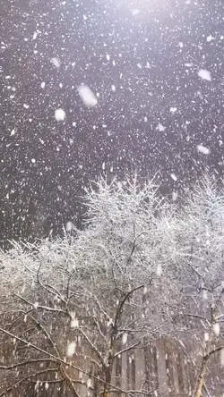 Snow Trend