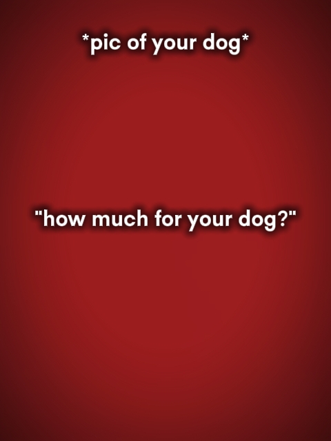 Wie viel für Ihren Hund