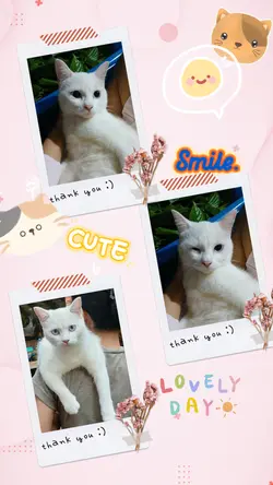 lovely cat