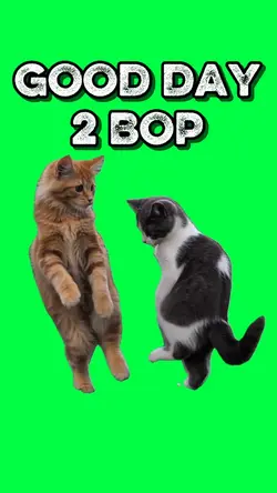 GOOD DAY 2 BOP CATS