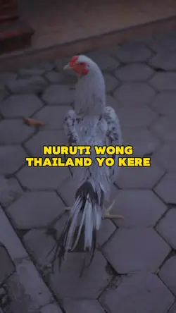 Story Wa ayam