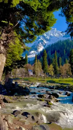 valley and wild hors