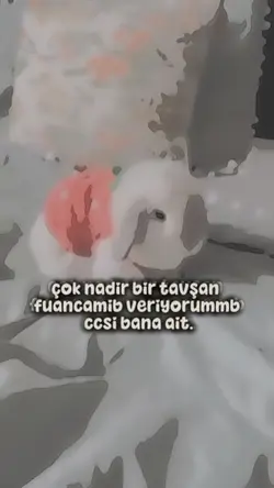 tavsikk