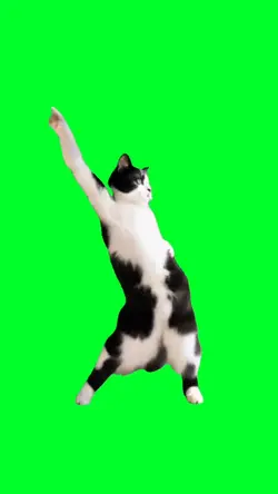 Cat dancing