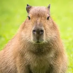 Capybara ❤️‍🔥