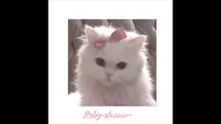 HAIII?!