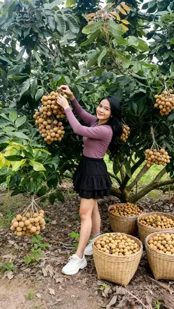 kebun lengkeng
