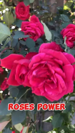 Rose power