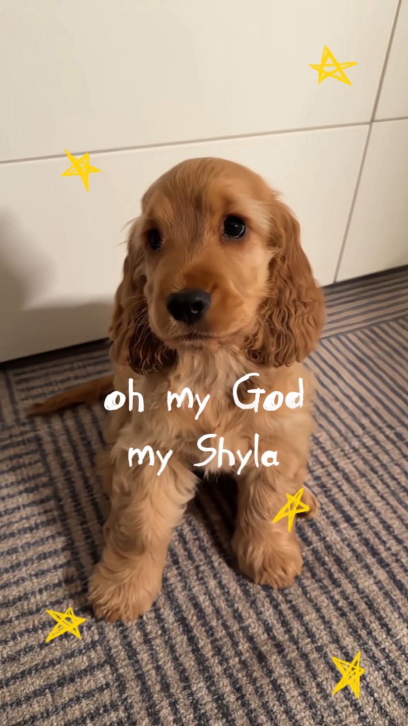 Meine Shyla 