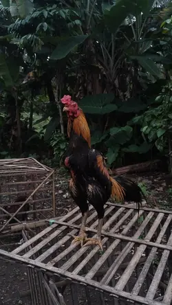 ayam bangkok