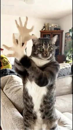 Dancer cat!