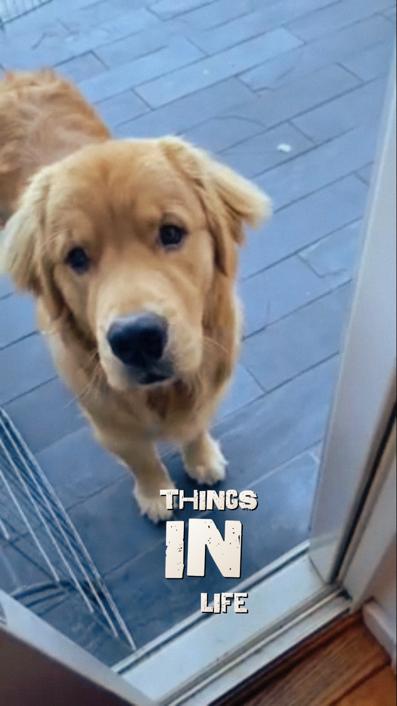 Amante de los perros