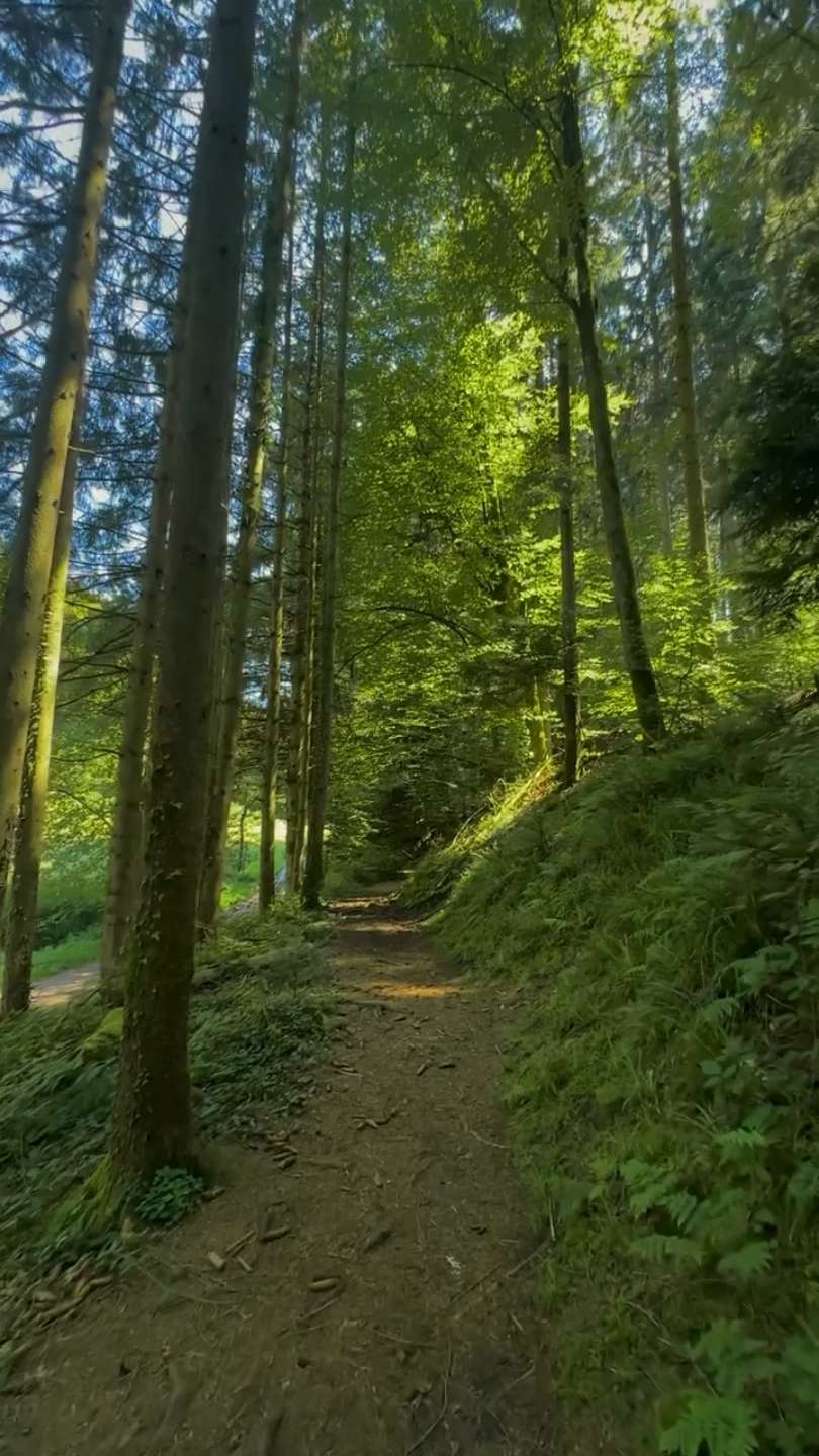 forest healing