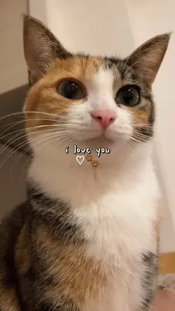 i love my cats