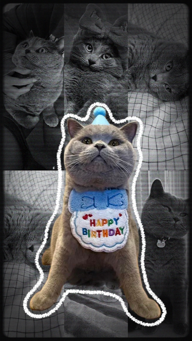 Selamat Ulang Tahun Kucing