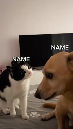 cat and dog meme