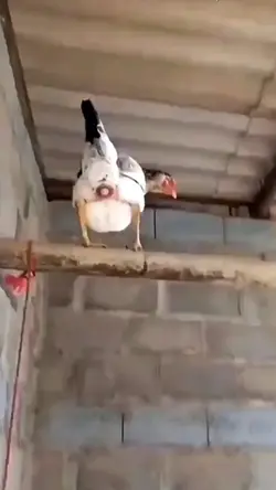 ไก่ออกลูกเป็นอะไรนะ🤣