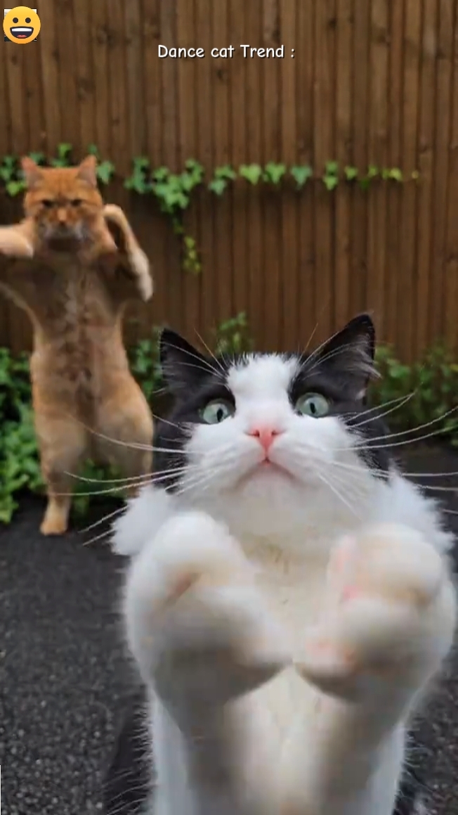 Tendência do gato de dança 