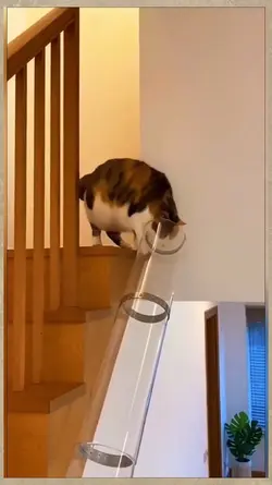 Trending funny cats