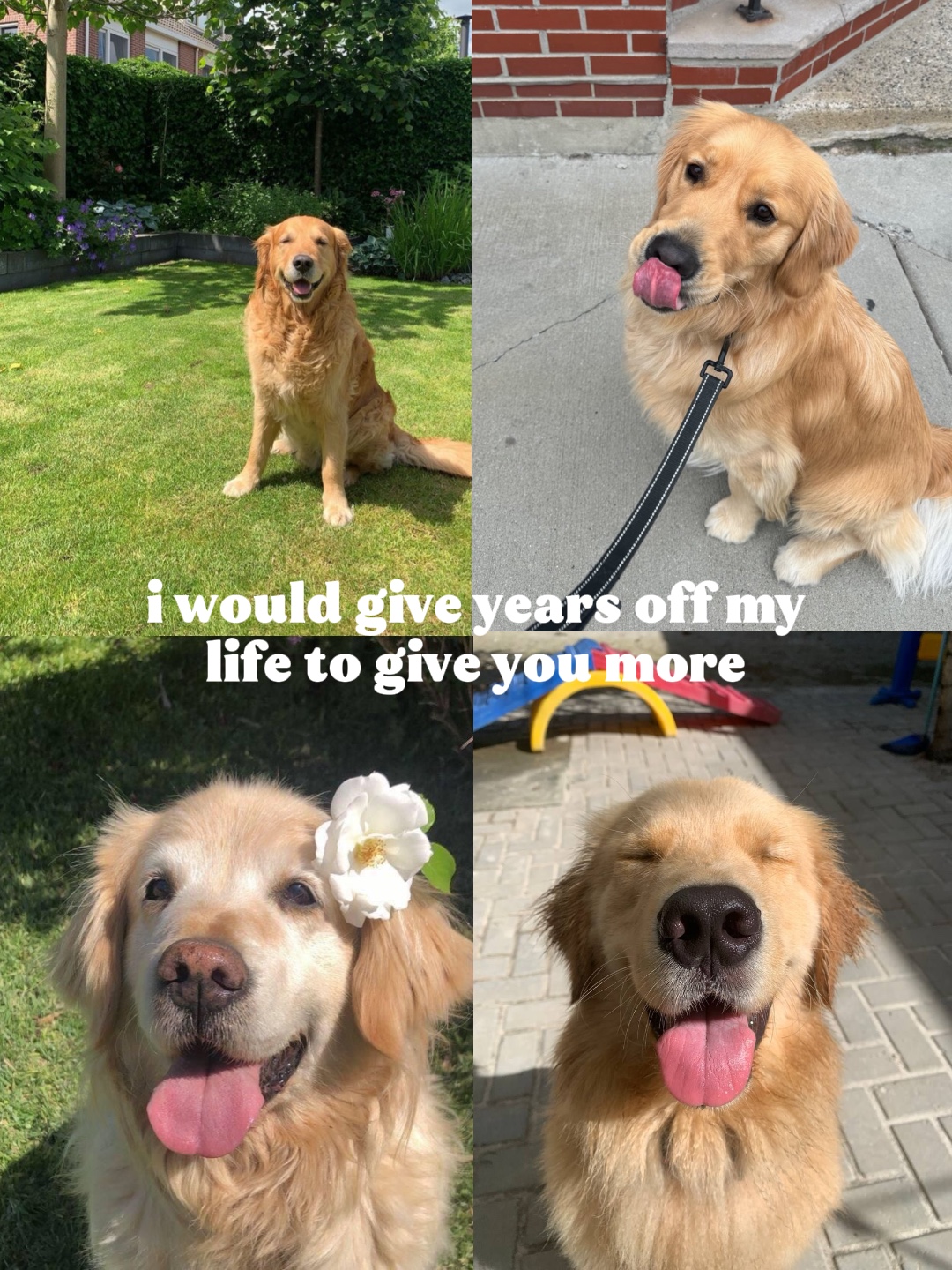 Vivir para siempre🐾🐾