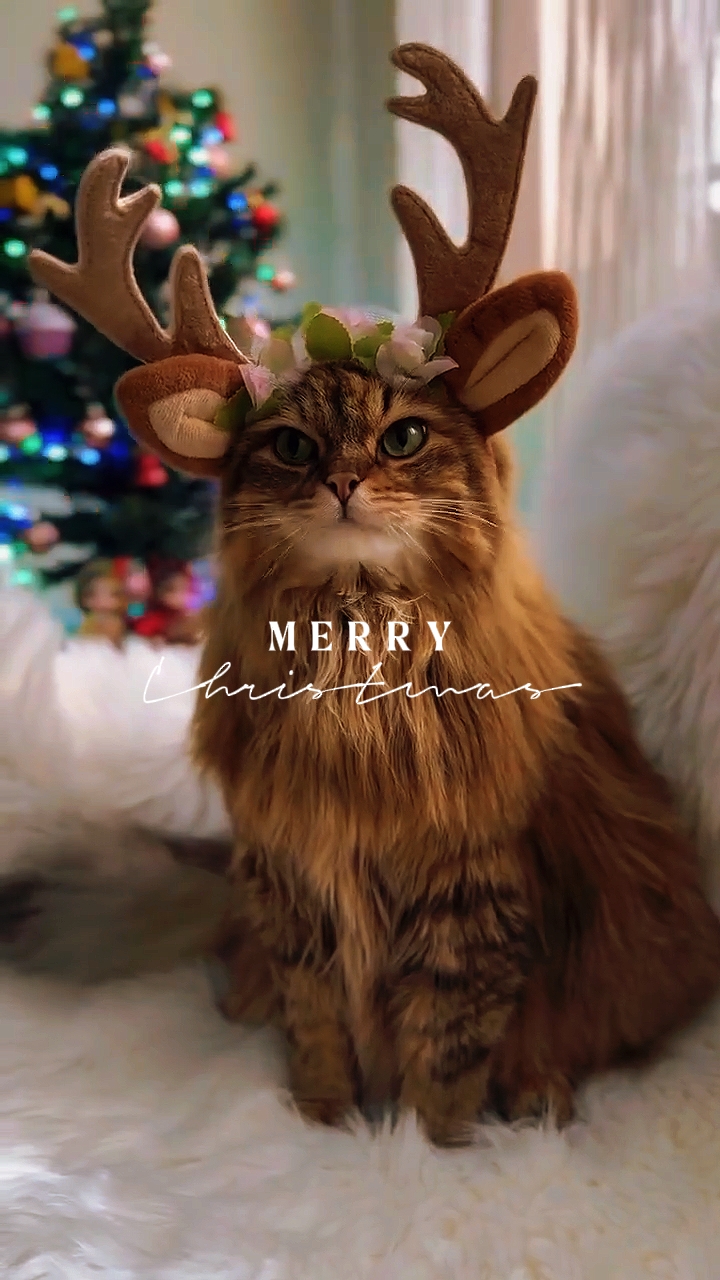 Linda Navidad