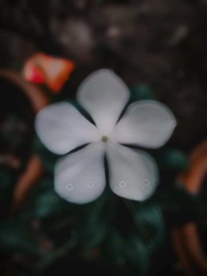 ইসলামিক ভিডিও 