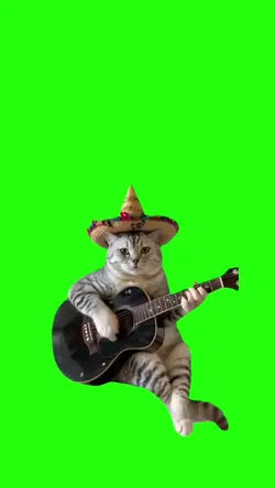 CAT IN GUITAR