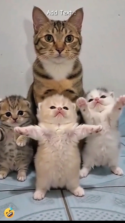 Tendencia del gato de baile