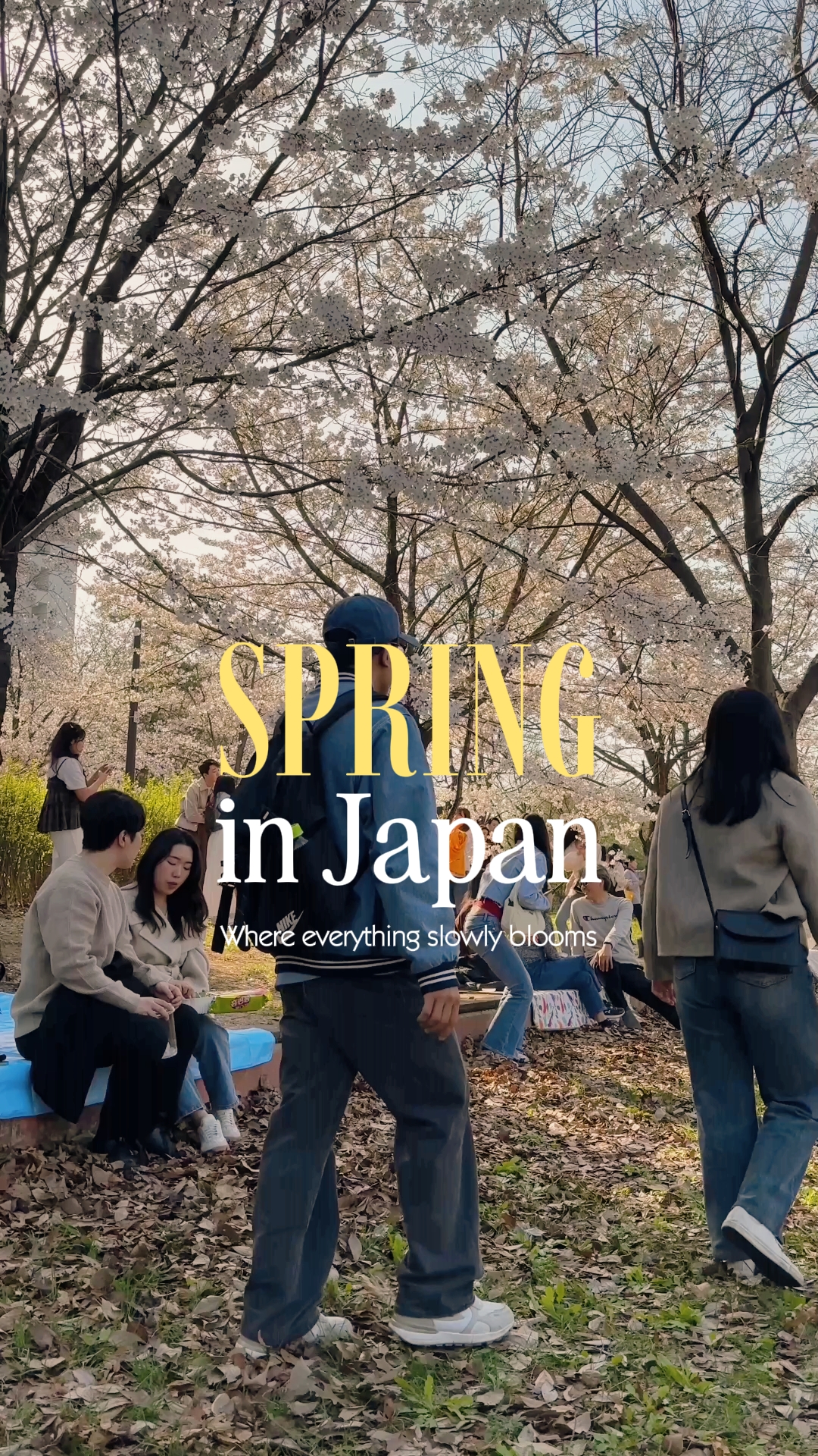 MUSIM SEMI DI JEPANG