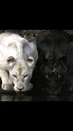 macan hitam putih