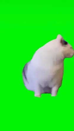 Green Screen Huh Cat