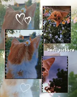 cat moment