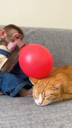 funny animal haha