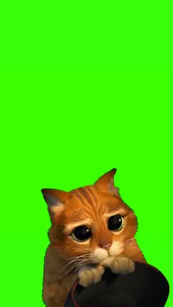 kucing muka lucu