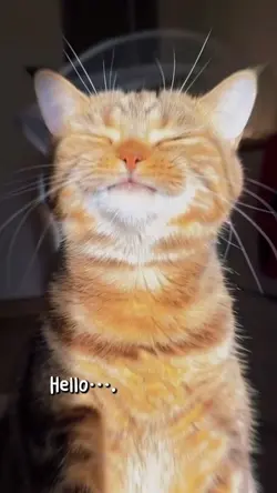 süße Katze