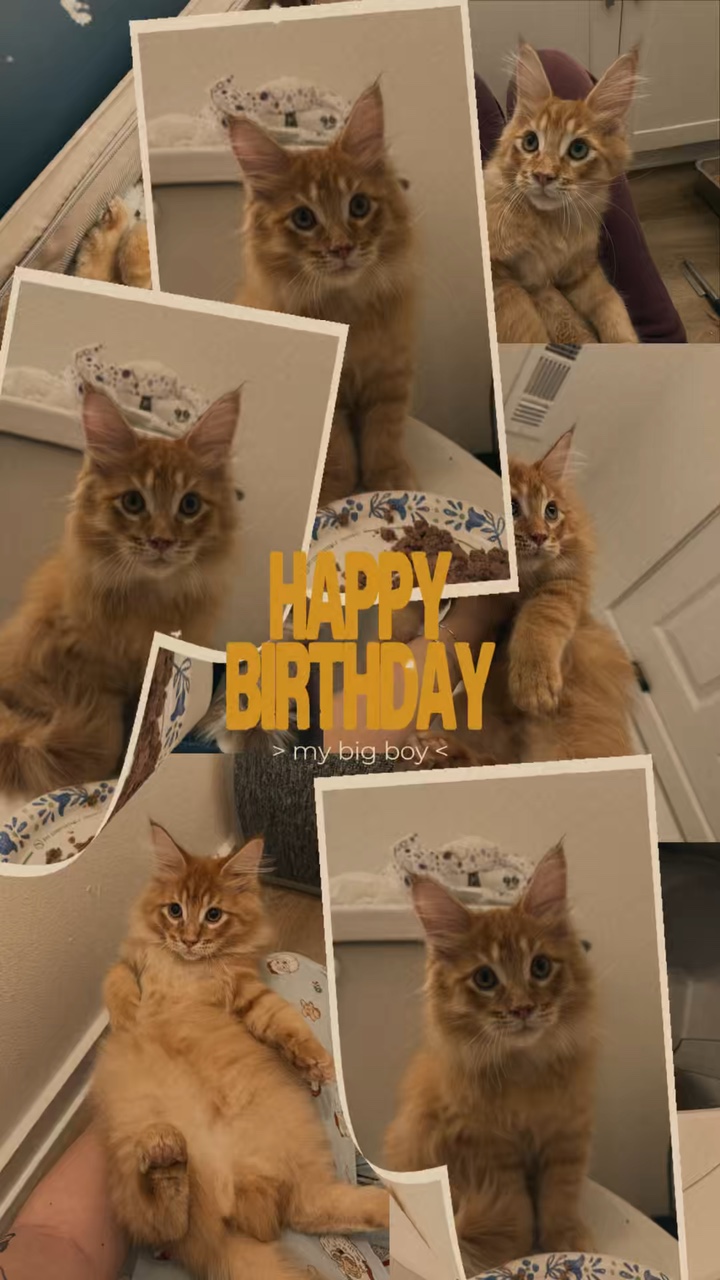 Cat Birthday 💋🫶