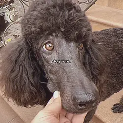 dog core