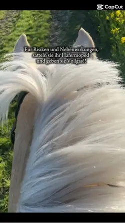 Fetzen 
