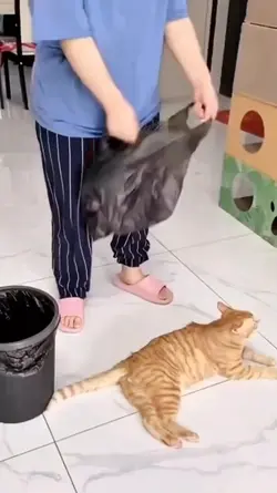 kucing siapa ini?