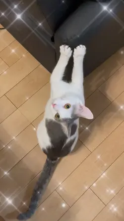 シンプルなキラキラ