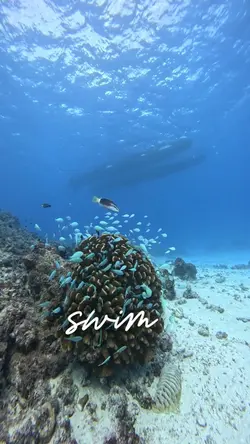 Swim lyric