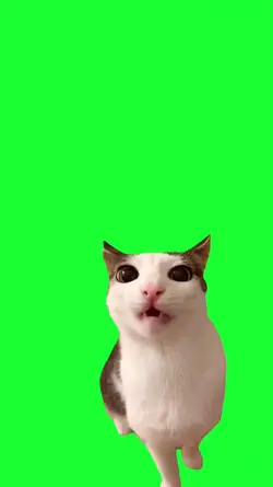 cat asmr crunchy
